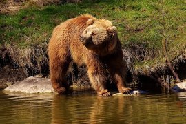 Бурый медведь у реки