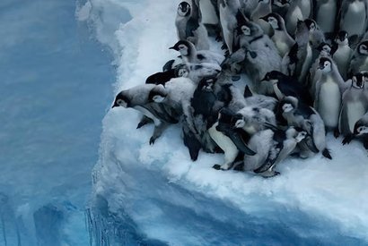 Пингвины совершают первый прыжок в океан
